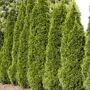 K. van Bourgondien Emerald Green Arborvitae Hedge Creating neat and tidy, natural-looking privacy screens is easy with Emerald Green Arborvitae. The evergreen trees have glossy green, fine-textured foliage and a narrow, pyramidal habit, making them a top choice for privacy screens and windbreaks. The... 