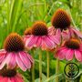 TrueLeafMarket Echinacea Seeds - PowWow Wild Berry 100 seeds. 70 84 days. Non-GMO, Heirloom PowWow Wild Berry Echinacea Herb Garden Seed from True Leaf Market. Echinacea purpurea. Echinacea grows as a warm perennial herb native to North America. These vigorous wildflowers are popular due to their abundant production, early bloom, and long growing season! Fuschia to maroon-colored buds bloom and remain bright and aromatic throughout summer. PowWow Wild Berry Echinacea is noted for its medicinal benefits, as it boosts the immune system overall! P 