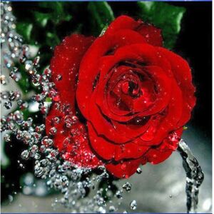 30x40 cm 5D Peinture Diamant DIY Complet,Roses brodées en croi