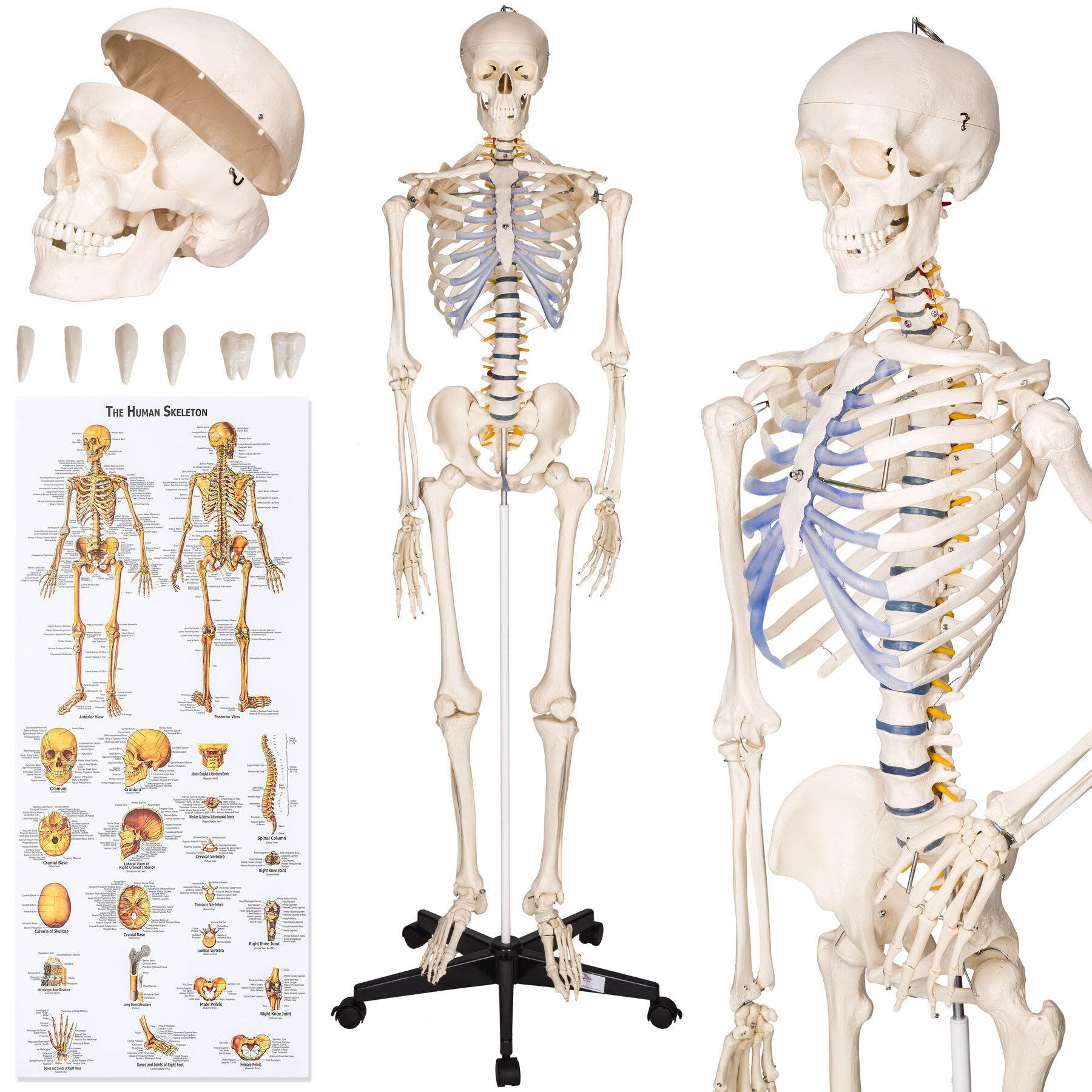 tectake Anatomisk skelet - Modelstørrelse 181cm - hvid