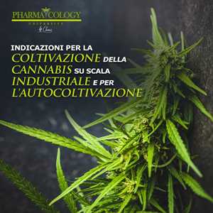 Indicazioni per la coltivazione della cannabis su scala industriale e per l'autocoltivazione