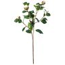 EUROCINSA Ref.61802C01 Camelia capsules, wit, doos met 12 stuks, 70 cm