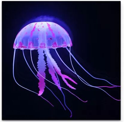 East Urban Home Fluorescent Jellyfish Against a Black Background Photographic Print on Canvas East Urban Home  - Size: Mini (Under 40cm High)