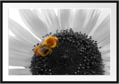 East Urban Home Sweet Bee on Large Sunflower Framed Photographic Print Poster East Urban Home Size: 70cm H x 100cm W  - Size: 80cm H x 60cm W