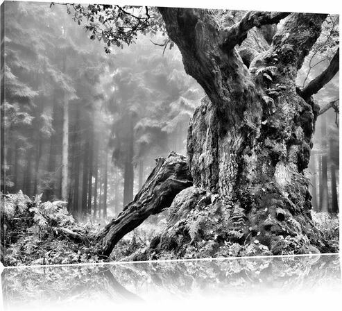 East Urban Home Large Tree in the Woods with Moss Photographic Print on Canvas in Monochrome East Urban Home Size: 40cm H x 60cm W  - Size: 40cm H x 60cm W