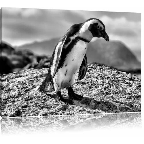East Urban Home Observing African Penguin Photographic Print on Canvas in Monochrome East Urban Home Size: 40cm H x 60cm W  - Size: 80 cm H x 120 cm W
