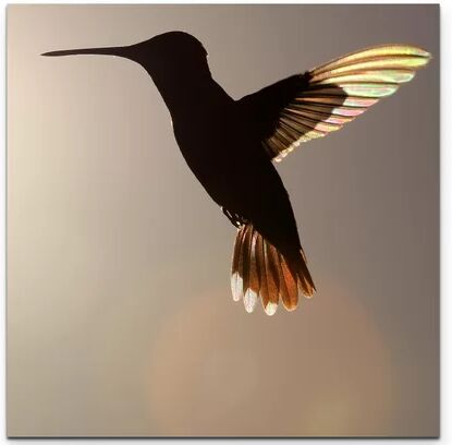 East Urban Home Hummingbird in Flight Print on Canvas East Urban Home Size: 90cm L x 90cm W  - Size: Large