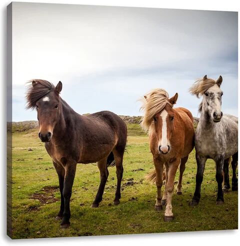 East Urban Home Three Wild Iceland Ponies Photographic Print on Canvas East Urban Home  - Size: 40cm H x 40cm W