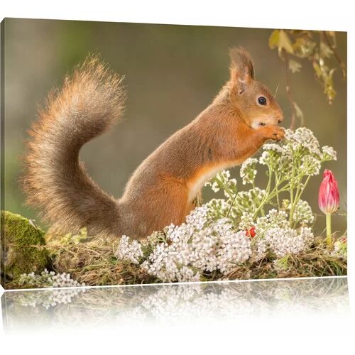 East Urban Home Gnawing Squirrel in Moss Wall Art on Canvas East Urban Home Size: 70cm H x 100cm W  - Size: 80 cm H x 120 cm W