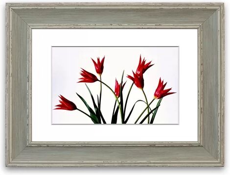 East Urban Home 'Red Fire Tulip Bouquet Cornwall Flowers' Framed Photographic Print East Urban Home Size: 50 cm H x 70 cm W, Frame Options: Blue  - Size: 50 cm H x 70 cm W