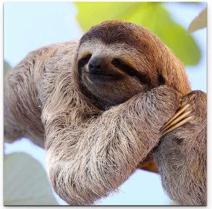 East Urban Home Sloth on a Tree Photographic Print on Canvas East Urban Home  - Size: Large