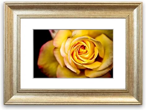 East Urban Home 'Yellow Rose Macro' Framed Photographic Print East Urban Home Size: 50 cm H x 70 cm W, Frame Options: Silver  - Size: 93 cm H x 70 cm W