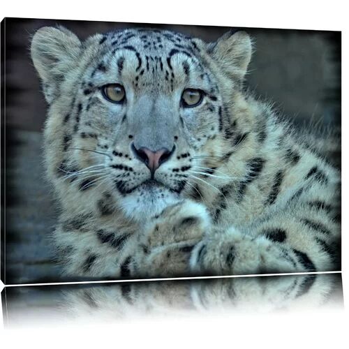 East Urban Home Shy Snow Leopard Photographic Print on Canvas East Urban Home Size: 60cm H x 80cm W  - Size: 100 cm H x 70 cm W