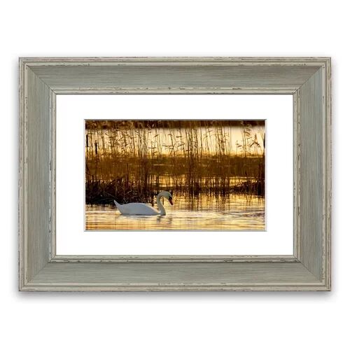 East Urban Home 'Swan' Framed Photographic Print East Urban Home Size: 93 cm H x 70 cm W, Frame Options: Blue  - Size: 93 cm H x 126 cm W