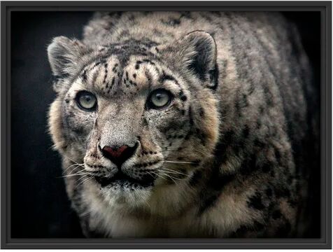 East Urban Home 'Impressive Snow Leopard' Framed Photographic Print East Urban Home Size: 60cm H x 80cm W  - Size: Mini (Under 40cm High)