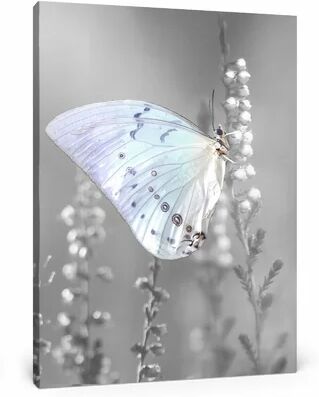 East Urban Home Butterfly on Flower Buds Photographic Print on Canvas East Urban Home  - Size: 40cm H x 60cm W