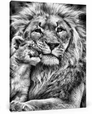 East Urban Home Beautiful Lion with Cub Photographic Print on Canvas East Urban Home Size: 100 cm H x 70 cm W  - Size: Small