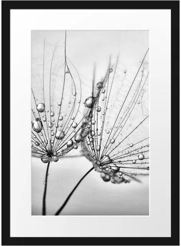 East Urban Home 'Dandelions with Dewdrops' Framed Photographic Print East Urban Home Size: 55 cm H x 40 cm W  - Size: 55 cm H x 40 cm W