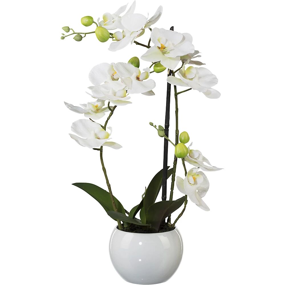 kaiserkraft Phalaenopsis, altura 420 mm, en vasija de cerámica, flores blancas, impresión 3D
