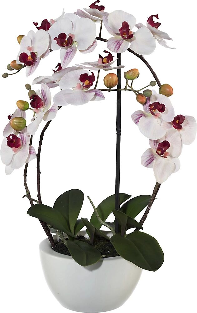 kaiserkraft Phalaenopsis, altura 520 mm, en vasija de cerámica, flores rosas, impresión 3D