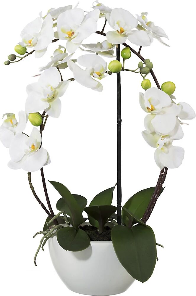 kaiserkraft Phalaenopsis, altura 520 mm, en vasija de cerámica, flores blancas, impresión 3D