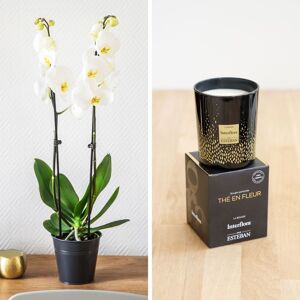 Candide & bougie parfumee - Interflora - Livraison orchidee blanc