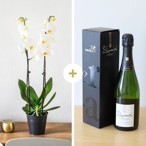Interflora Orchidée et Champagne - Livraison Cadeau Anniversaire - Interflora