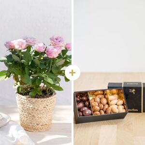 Rosier rose avec cache pot et ses amandes au chocolat Livraison de fleurs Interflora