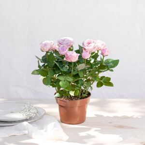 Rosier rose - Interflora - Livraison de plantes