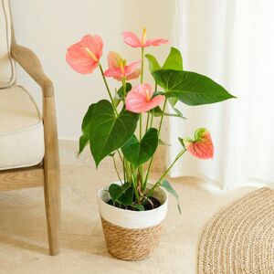 Anthurium - Interflora - Livraison plantes fleuries d'interieur