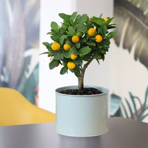 Calamondin - Interflora - Livraison plantes d'interieur