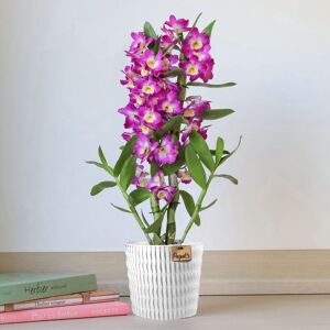 Dendrobium - Interflora - Livraison plantes