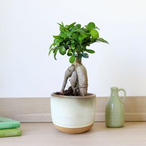 Interflora Ficus Ginseng - Interflora - Livraison plantes vertes d'intérieur