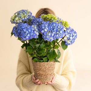 Hortensia bleu  - Interflora - Livraison de fleurs