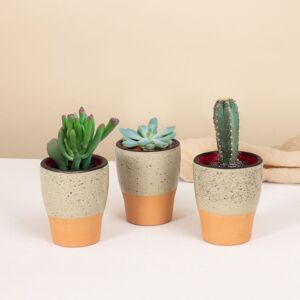 Trio de mini cactus et succulentes - Interflora - Livraison plantes vertes d'interieur
