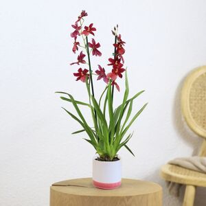 Interflora Cambria Nelly isler - Interflora - Livraison orchidée
