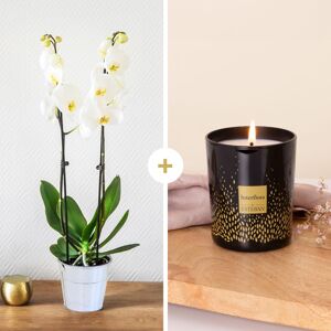 Orchidee blanche et sa bougie  - Interflora - Livraison de fleurs