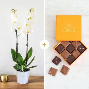 Orchidee blanche et ses chocolat - Interflora - Livraison de fleurs