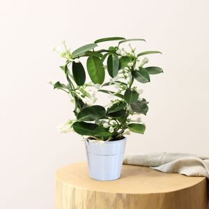 Stephanotis - Interflora - Livraison plantes fleuries d'interieur