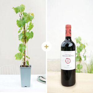 Pied de vigne et son Bordeaux Chateau Bellerive 2018 - Interflora - Livraison de fleurs