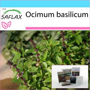 SAFLAX - Gift Set - Thai Basil - 200 seeds - With gift box, card, label and potting substrate - Ocimum basilicum