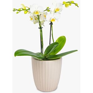 Haute Florist Classic Orchid