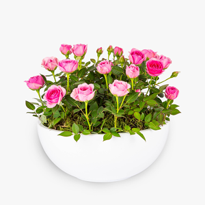 Haute Florist Luxury Pink Rose Bowl