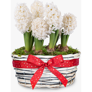 Haute Florist White Hyacinth Basket