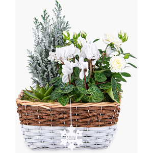 Haute Florist Ivory Winter Basket - Christmas Plants - Luxury Christmas Plants - Plant Gift Delivery - Christmas Plant Delivery - Plant Gifts