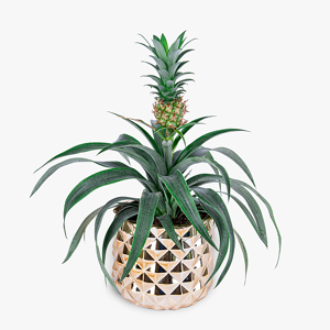 Haute Florist Luxury Pineapple Plant