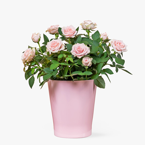 Haute Florist Elegant Rose Plant - Pink Rose Plants - Plant Delivery - Indoor Plants - Luxury Rose Plants - Plant Gifts