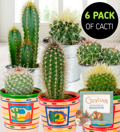 Desert Cacti Pack Hamper - Gift Basket - Prestige Hampers - Free Chocs