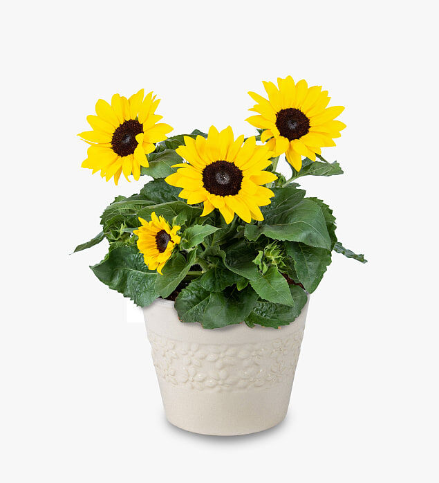 Haute Florist Sunflower Plant