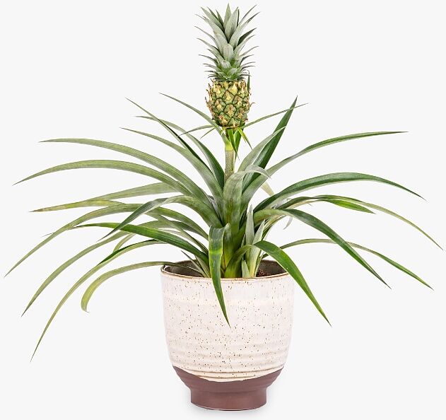 Haute Florist The Pineapple Plant